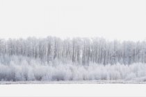Weißes Wunderland mit Bäumen — Stockfoto