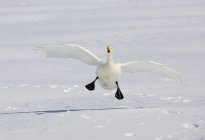 Whooper Swan pousa na neve — Fotografia de Stock
