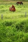 Chevaux dans l'herbe grande — Photo de stock