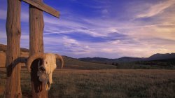 Cranio di toro sulla recinzione di legno — Foto stock