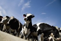 Молочна худоба стоїть на землі — стокове фото