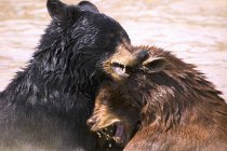 Медведи в воде — стоковое фото
