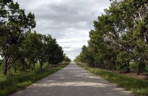 Прямая дорога с деревьями — стоковое фото