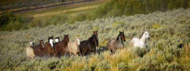 Wild Horses walking — Stock Photo