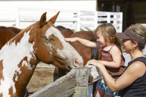Ragazza Petting cavallo in stalla — Foto stock