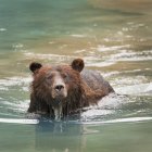 Grizzly orso nuoto — Foto stock