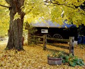 Cottage com árvore de queda — Fotografia de Stock