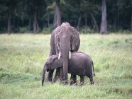 Elefantenkuh schützt Kalb — Stockfoto