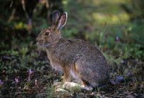 Snowshoe Hare sitting on ground — Stock Photo