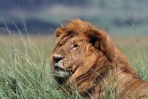 Leão deitado em grama alta — Fotografia de Stock