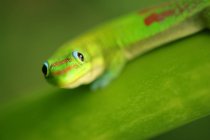Gecko vert sur feuille verte — Photo de stock