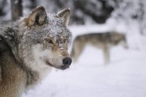 Wolves looking away in snow — Stock Photo
