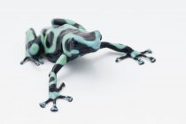 Жаба отрута дартс чорний і синій — стокове фото