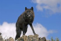 Черный волк на скаку — стоковое фото