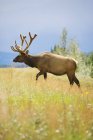 Elk Strolling Through Meadow — Stock Photo