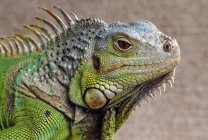Profil d'Iguana à l'extérieur — Photo de stock
