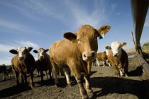 Стадо крупного рогатого скота на земле — стоковое фото
