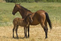 Mare With Foal standing — Stock Photo
