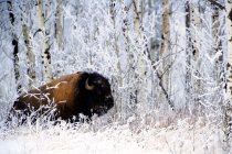 Búfalo en la nieve durante el invierno - foto de stock