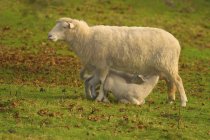 Ovelha e cordeiro na grama verde — Fotografia de Stock