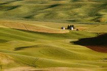 Зеленые поля с холмами — стоковое фото