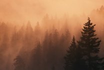 Puesta de sol a través de niebla densa - foto de stock