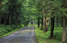 Road In Forest with trees — Stock Photo