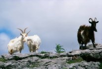 Cabras de montaña en el borde - foto de stock