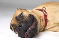 Велика собака голову — стокове фото
