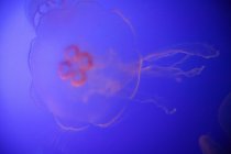 Primer plano de medusas - foto de stock