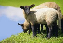 Tre agnelli al pascolo — Foto stock