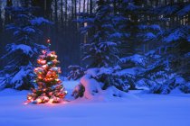 Різдвяна ялинка в лісі — стокове фото
