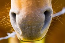Primer plano de la nariz de caballo - foto de stock