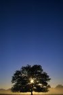 Árvore de carvalho com Starburst — Fotografia de Stock