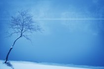 Árbol solitario en la nieve - foto de stock