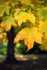 Кленове листя восени — стокове фото