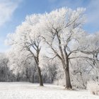 Nieve en el suelo y árboles - foto de stock