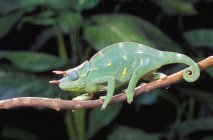 Usumbara Three-Horned Chameleon — Stock Photo