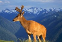 Deer With Antlers on Mountain Range — Stock Photo