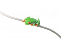 Frosch sitzt auf Zweig — Stockfoto