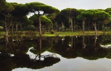 Forêt inondée à Tarifa — Photo de stock