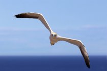 Gannet che vola sopra l'acqua — Foto stock