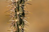 О чолльском кактусе — стоковое фото