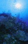 Риби і корали над рифом — стокове фото