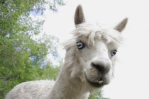 Lama blickt in Kamera — Stockfoto
