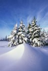Pinheiros cobertos de neve — Fotografia de Stock