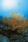 Желтые коралловые растения на рифе — стоковое фото
