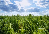 Поле выращивания кукурузы — стоковое фото