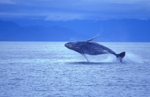 Горбатый кит Breach — стоковое фото