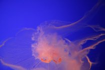 Крупный план медузы — стоковое фото